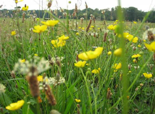 Veld met grassen en geel gekleurde bloemen